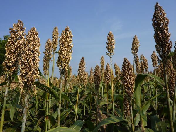 Sweet sorghum Packages and Practices Of SWEET SORGHUM eAgriculture