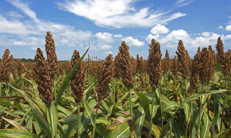 Sweet sorghum Sweet Sorghum and the Biofuel Controversy Sweet Sorghum The