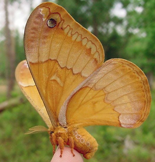 Sweetbay silkmoth Sweetbay Silk Moth What39s That Bug