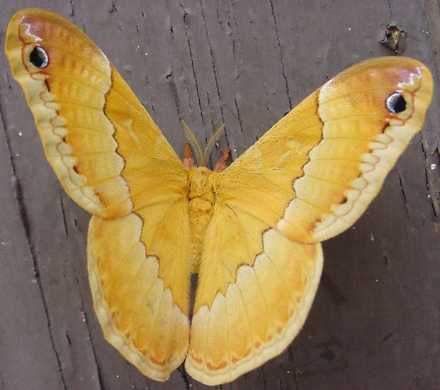 Sweetbay silkmoth Sweetbay Silk Moth What39s That Bug