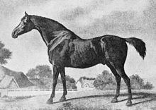 Sweetbriar (horse) httpsuploadwikimediaorgwikipediacommonsthu