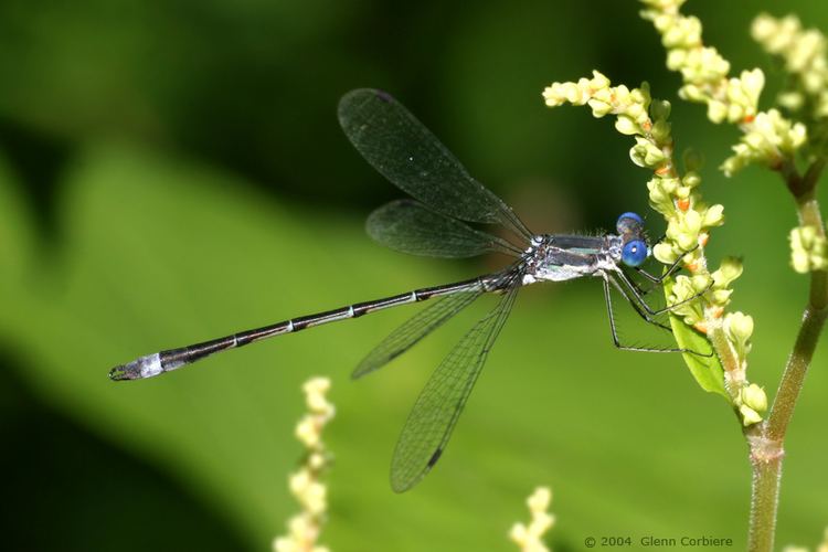 Sweetflag spreadwing Lestes forcipatus Sweetflag Spreadwing male