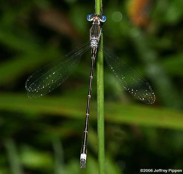 Sweetflag spreadwing Spreadwing Lestes forcipatus