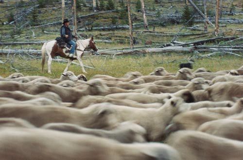 Sweetgrass (film) Film Description Sweetgrass POV PBS