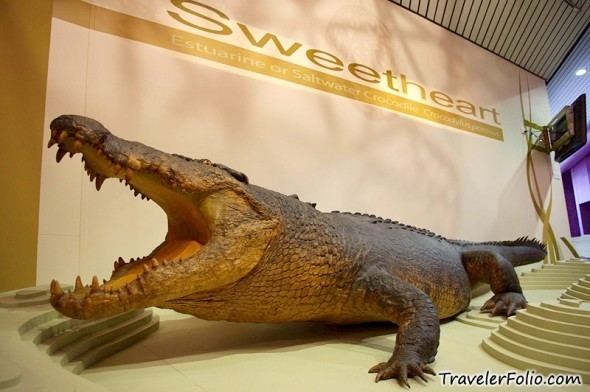 Sweetheart (crocodile) Collection Sweetheart Crocodile Darwin Pictures Best easter gift ever
