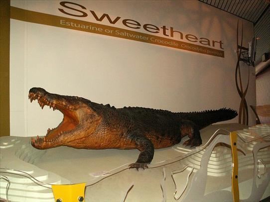 Sweetheart (crocodile) Sweetheart the Saltwater Croc Darwin Australia Travel Photo