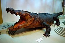 Sweetheart (crocodile) httpsuploadwikimediaorgwikipediacommonsthu