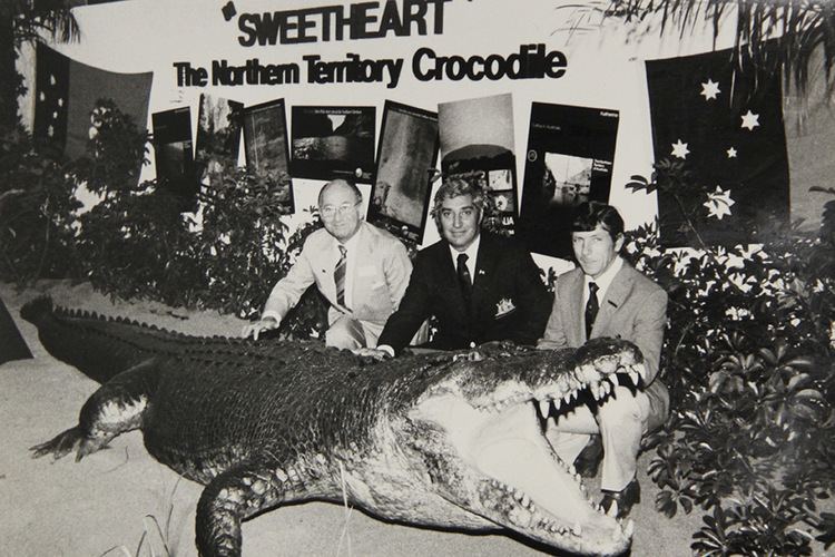 Sweetheart (crocodile) How Sweetheart got stuffed ABC News Australian Broadcasting