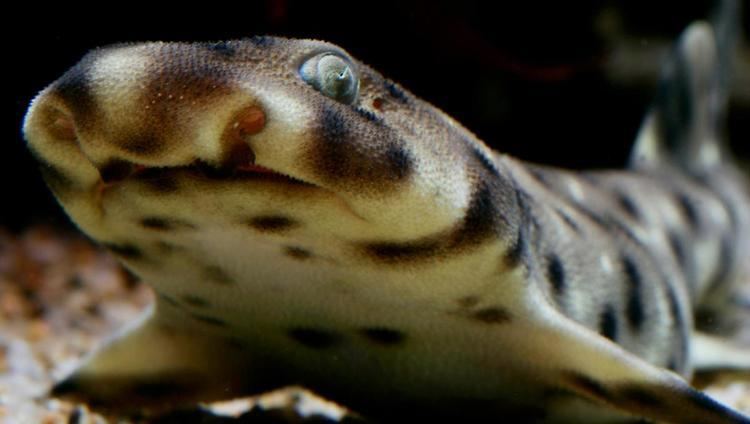 Swellshark httpswwwmontereybayaquariumorgmimagesani