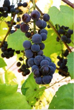 Swenson Red Grapevine Cutting Sales by Lon Rombough bunchgrapescom Swenson
