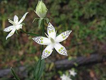 Swertia bimaculata httpsuploadwikimediaorgwikipediacommonsthu