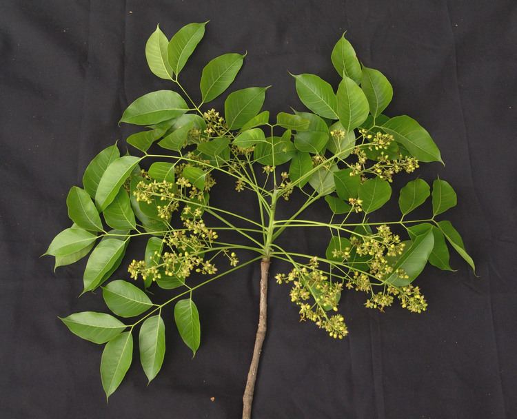 Swietenia Smithsonian Tropical Research InstituteSwietenia macrophylla