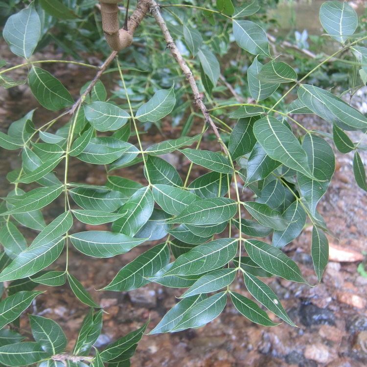 Swietenia humilis Shumilis Flora de la Estacin de Biologa Chamela