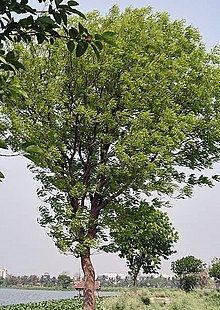 Swietenia mahagoni httpsuploadwikimediaorgwikipediacommonsthu