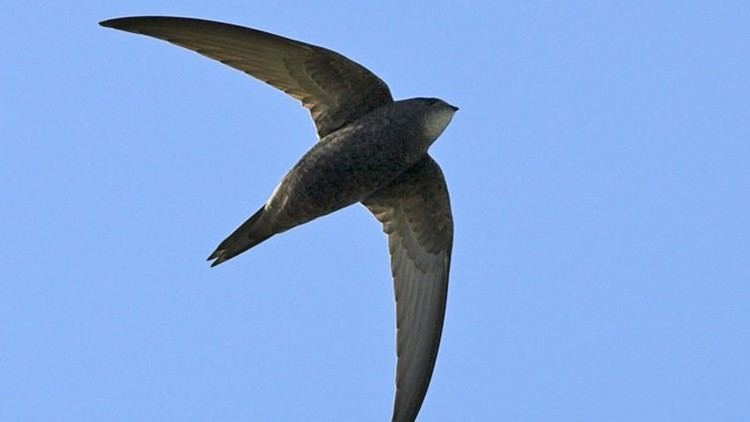 Swift The RSPB News Oxford to become England39s first 39Swift City39
