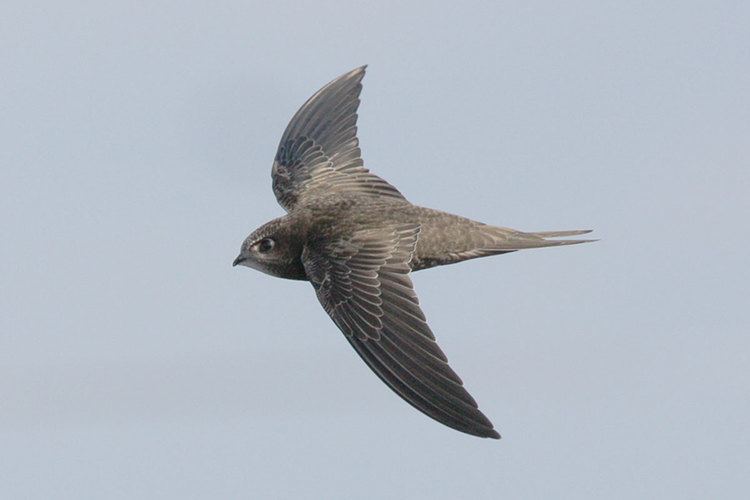Swift Swifts break record by staying aloft for 10 months at a time New