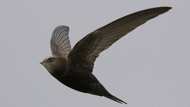 Swift The RSPB News Summer39s here but too late for swifts