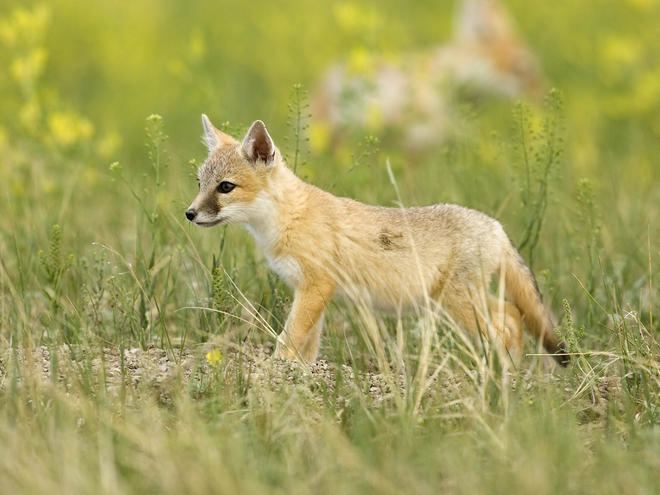 Swift fox Swift Fox Species WWF