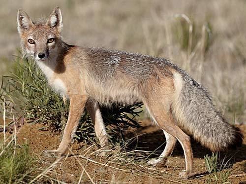 Swift fox Swift Fox Nighttime Prairie Hunter Animal Pictures and Facts