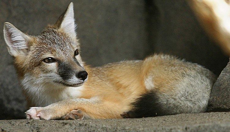 Swift fox Swift fox Wikipedia