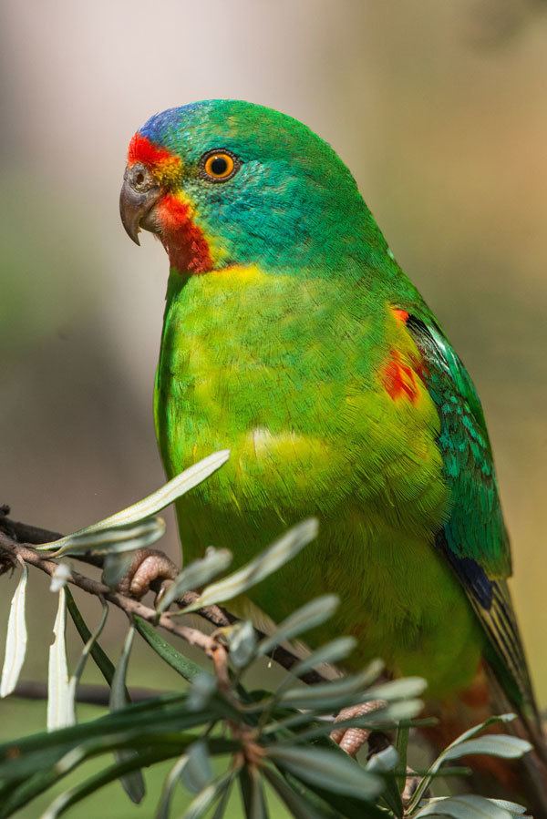 Swift parrot Bruny Island and the Swift Parrot Bob Brown Foundation