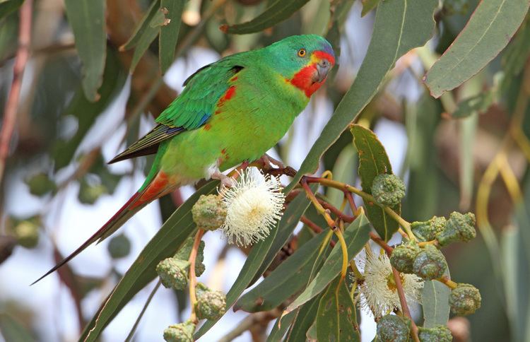 Swift parrot Swift Parrot Birds in Danger