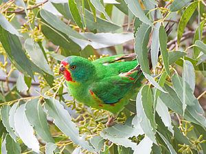 Swift parrot Swift parrot Wikipedia