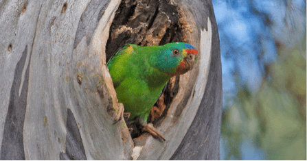 Swift parrot Bruny Island and the Swift Parrot Bob Brown Foundation