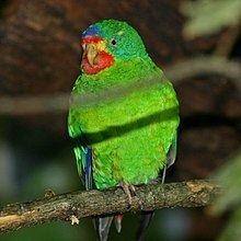 Swift parrot httpsuploadwikimediaorgwikipediacommonsthu