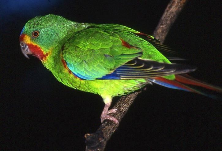 Swift parrot Parks amp Wildlife Service Swift Parrot Lathamus discolor