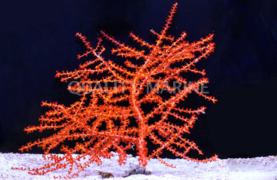 Swiftia Orange Tree Swiftia exserta Wild Coral Gorgonians Quality Marine