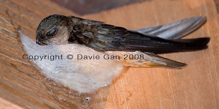 Swiftlet Swiftlet nests farming Part 1 Davie39s Blog