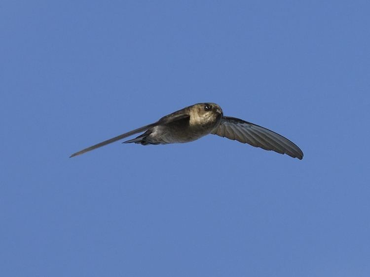 Swiftlet Swiftlet Farming THE ECOLOGY OF SWIFTLET