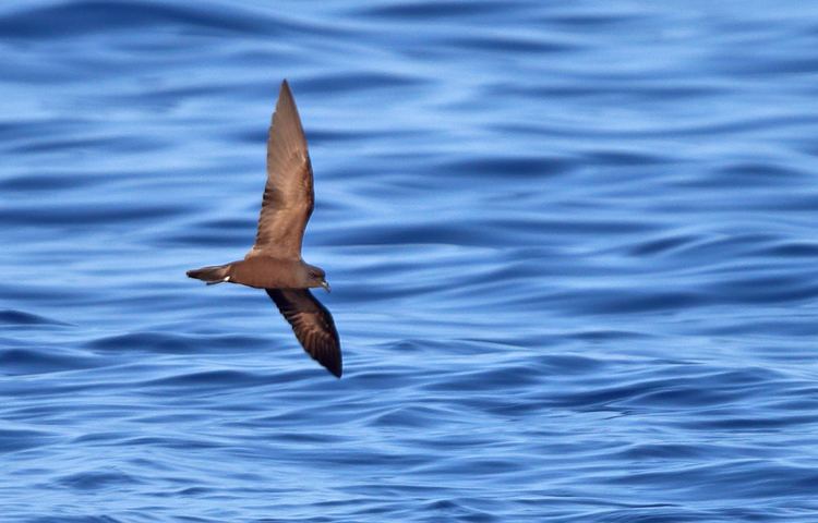 Swinhoe's storm petrel Surfbirds Online Photo Gallery Search Results