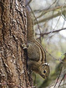Swinhoe's striped squirrel httpsuploadwikimediaorgwikipediacommonsthu