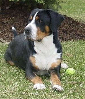 Swiss mountain dog Greater Swiss Mountain Dog Breed Information and Pictures