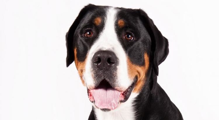 Swiss mountain dog Greater Swiss Mountain Dog Breed Information American Kennel Club