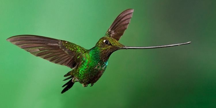 Sword-billed hummingbird sword billed hummingbird Tumblr