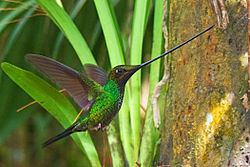 Sword-billed hummingbird Swordbilled hummingbird Wikipedia