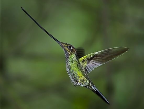 Sword-billed hummingbird Swordbilled Hummingbird BirdForum Opus