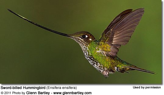 Sword-billed hummingbird Swordbilled Hummingbirds Ensifera ensifera