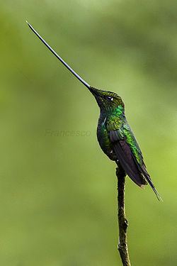 Sword-billed hummingbird httpsuploadwikimediaorgwikipediacommonsthu
