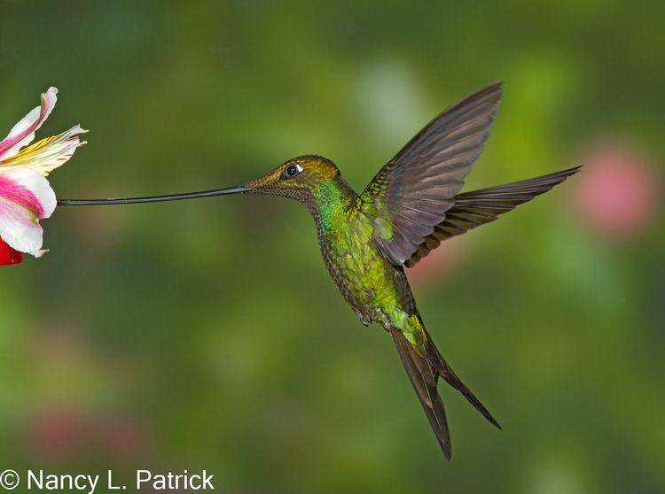 Sword-billed hummingbird billed hummingbird
