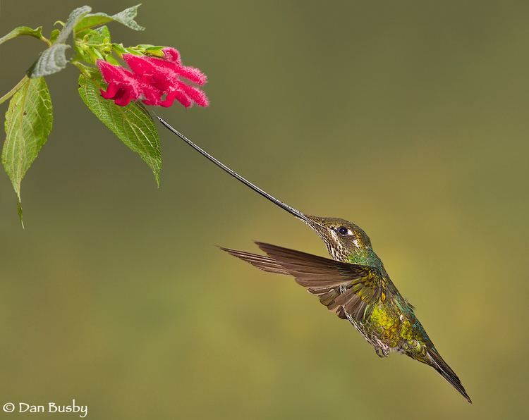 Sword-billed hummingbird Swordbilled hummingbird