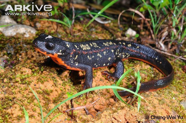 Sword-tail newt Swordtailed newt videos photos and facts Cynops ensicauda ARKive