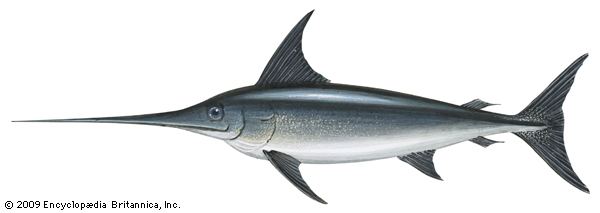Swordfish swordfish fish Britannicacom