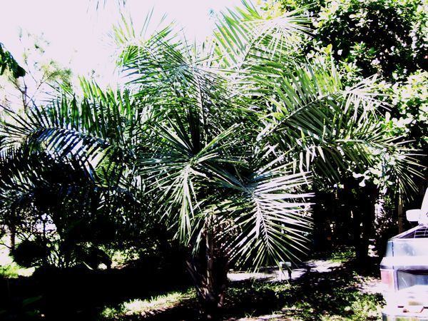 Syagrus coronata Syagrus coronata Palmpedia Palm Grower39s Guide