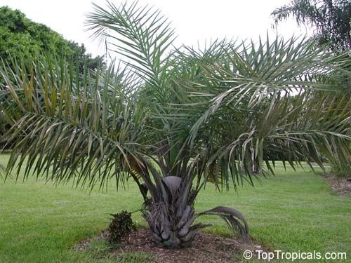 Syagrus coronata Syagrus coronata Cocos coronata Licury Palm Ouricury Palm