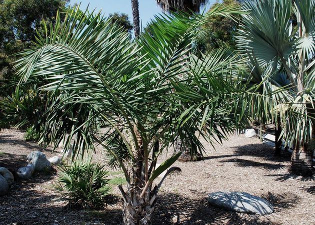 Syagrus coronata Syagrus coronata Palmpedia Palm Grower39s Guide