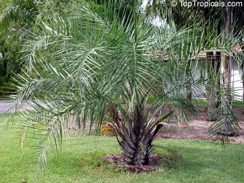 Syagrus coronata Syagrus coronata Cocos coronata Licury Palm Ouricury Palm